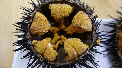 跪海胆 - 西瓜视频