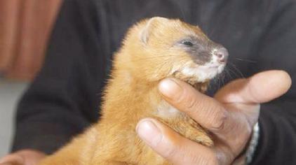 黄鼠狼放屁有毒吗 - 西瓜视频