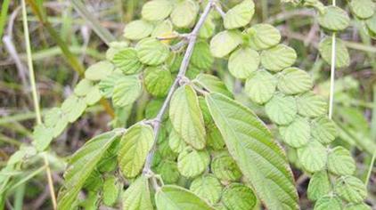 云南白草药图片 - 西瓜视频