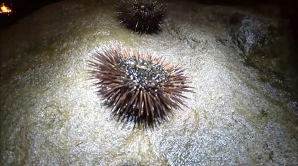 跪海胆 - 西瓜视频