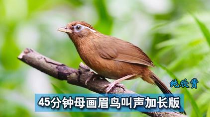 画眉原毛小母鸟叫声 - 西瓜视频