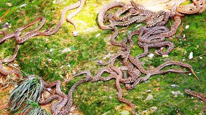 平原县蛇岛 - 西瓜视频