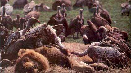 泰国mv视频秃鹫 - 西瓜视频