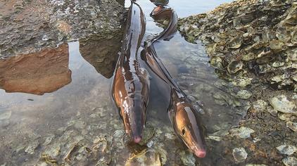 阿阳赶海 - 西瓜视频