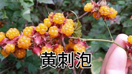 黄泡刺根功效 - 西瓜视频