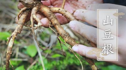 7万次观看·1年前01:10三甲医生说肝火旺盛,口舌生疮,这"1药1菜"快速