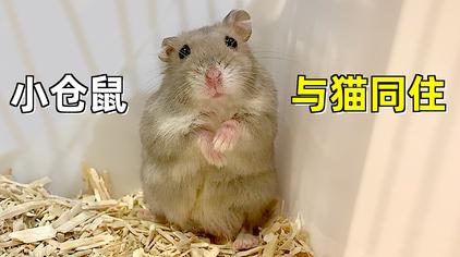 10:02饭团小夫妻呆萌仓鼠住新家,胡吃海塞胖成球,不如我们把他.111.