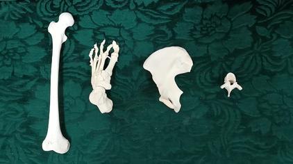 迎宾骨图片 - 西瓜视频