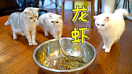饭团小夫妻的日常全集 - 西瓜视频