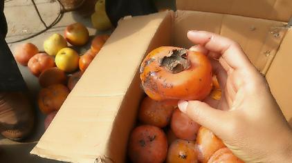 01:55乡野小趣周口农村,长毛发霉的柿子老妈竟然不让扔,大家说能吃吗?