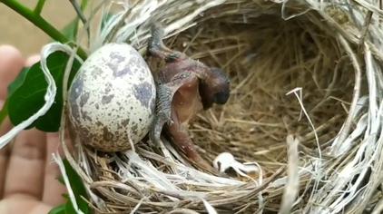 杜鹃鸟孵化被识破 - 西瓜视频