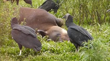 泰国mv视频秃鹫 - 西瓜视频