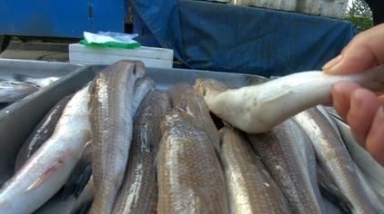 昌黎魏会顺 - 西瓜视频