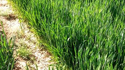 平遥温守政 - 西瓜视频