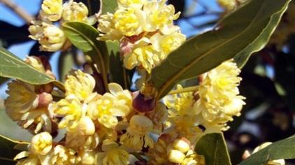 月桂树西装店的绅士们 西瓜视频