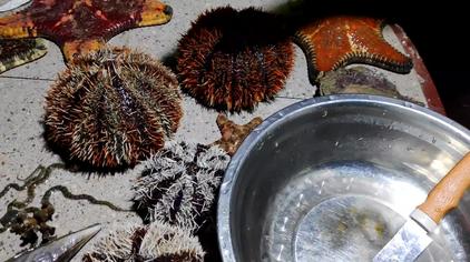 跪海胆 - 西瓜视频