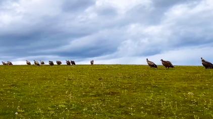 泰国歌曲mv秃鹫 - 西瓜视频