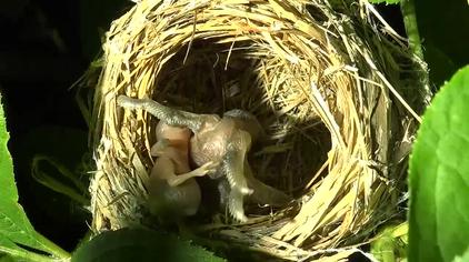 杜鹃鸟孵化被识破 - 西瓜视频